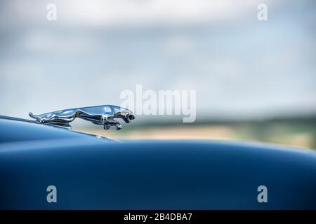 Michelstadt, Hesse, Germania, cofano di una jaguar XK 150, roadster, costruito nel 1959, cilindrata 3,8 litri, "50s," 60s, convertibile, roadster, paesaggio, esterno, esterno, Foto Stock