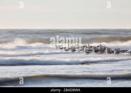 I gabbiani sono seduti su un groyne nel Mare del Nord Foto Stock