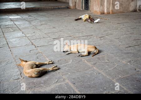 Due cani e un uomo dormono sul pavimento nel palazzo di Orccha Foto Stock