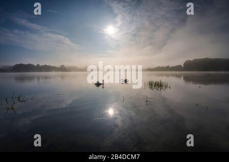 Cigni nella luce posteriore del sole che sorge, alba e che riflette le nuvole colorate nel lago, nebbia sopra l'acqua, sorgere del sole con nebbia peeling, sole che si infrangono in una giornata primaverile Foto Stock