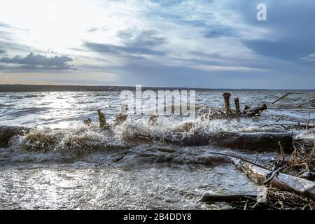 Driftwood nell'Ammersee dopo una tempesta, alta Baviera, Baviera, Germania, Europa Foto Stock