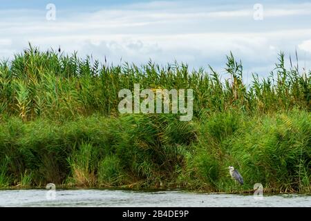 Bellissime Zone Umide Protette Nel Delta Del Fiume Ebro, Catalogna, Spagna Foto Stock