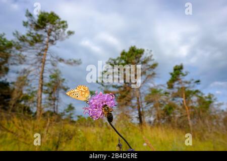 Blu cielo bluastro (Polyommatus bellargus), femmina e ape sul fiore della vedova di campo (Knautia arvensis), riserva naturale Isarauen, alta Baviera, Baviera, Germania Foto Stock