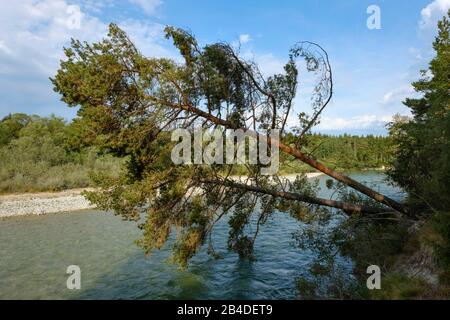 Due pini scozzesi (Pinus sylvestris) appesi sul fiume, Isar, riserva naturale Isarauen, nei pressi di Wolfratshausen, alta Baviera, Baviera, Germania Foto Stock