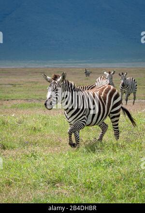 Tanzania, Tanzania Settentrionale, Parco Nazionale Serengeti, Cratere Ngorongoro, Tarangire, Arusha E Lago Manyara, Zebre Foto Stock