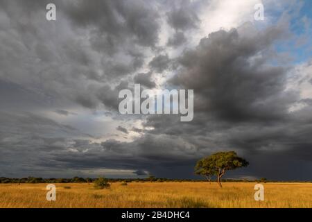 Tanzania, Tanzania Settentrionale, Parco Nazionale Serengeti, Cratere Ngorongoro, Tarangire, Arusha E Lago Manyara, Atmosfera Da Tempesta Foto Stock