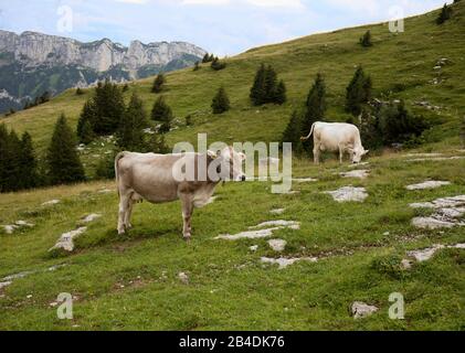 Appenzellerland, Svizzera, Alpi, montagne, mucca svizzera, mucche, mucca felice, pascolo alpino, Ebenalp Foto Stock