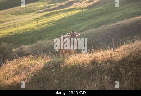 Appenzellerland, Svizzera, Alpi, Montagne, mucca svizzera, mucca Felice, Sera, retroilluminazione, Foto Stock