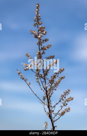 Particolari della pianta Foto Stock