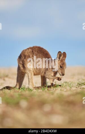 Canguro gigante grigio orientale (Macropus giganteus), spiaggia, laterale, in piedi Foto Stock