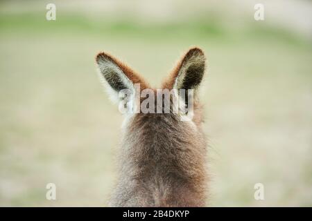 Canguro gigante grigio orientale (Macropus giganteus), orecchie da dietro, in piedi Foto Stock