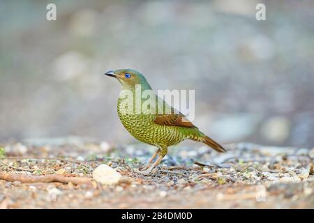 Uccello con testa blu (Ptilonorhynchus violaceus), femmina, terra, lateralmente, seduto, Australia Foto Stock