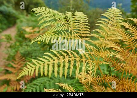 Verme reale fern, Dryopteris filix-mas, foglia, Paesi Baschi, Spagna Foto Stock