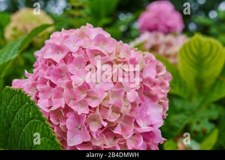 Giardino Hydrangea, Hydrangea macrophylla, fiore, tropicale, Via di San giacomo, Paesi Baschi, Spagna Foto Stock