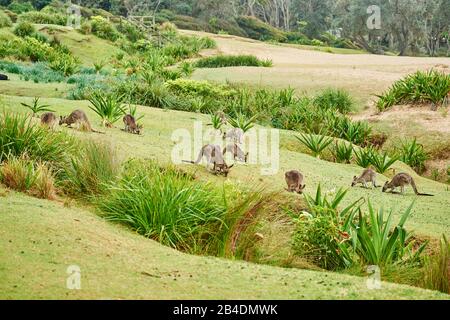 Canguro gigante grigio orientale (Macropus giganteus), Küngururudel, prato, lateralmente, in piedi Foto Stock