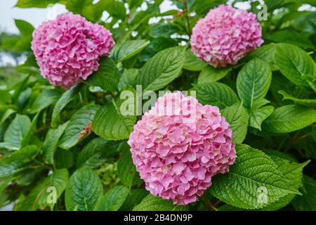 Giardino Hydrangea, Hydrangea macrophylla, fiore, tropicale, Via di San giacomo, Paesi Baschi, Spagna Foto Stock