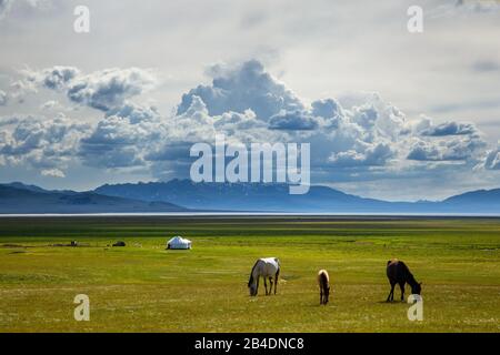 Pascoli tradizionali in alta montagna. I cavalli pascolano sulla riva di un lago di montagna Song-Kol in campi lussureggianti. Yurt tradizionale Foto Stock