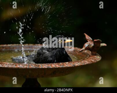 Blackbird (Turdus merula), maschio, bagna in birdbath, Stoccarda, Baden-Wurttemberg, Germania Foto Stock