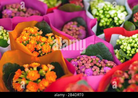 Fiori colorati in fiore Kalanchoe avvolti in carta luminosa Foto Stock