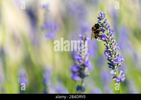 Pescoluse, Salve, Provincia Di Lecce, Salento, Puglia, Italia, Europa. Un bumblebee (Bombus) su un cespuglio di lavanda (Lavandula) Foto Stock