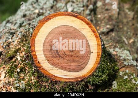 Germania, Baden-Württemberg, Altenriet, Zwetschgenbaum, sezione trasversale attraverso un ramo Foto Stock