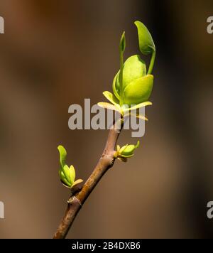 Germany, Baden-Württemberg, Tübingen, branch with bud, tulip tree, Liriodendron tulipifera Foto Stock