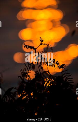 Pianta silhouette contro arancio luce brillante riflessi sullo sfondo Foto Stock