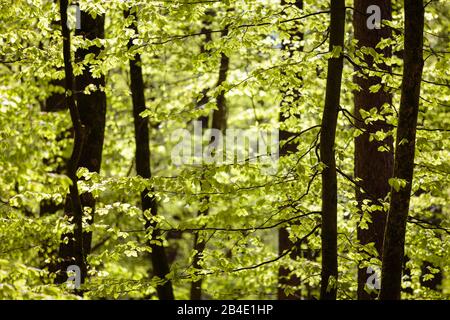 Europa, Germania, Bassa Sassonia, Wingst, Foglie Di Faggio Giovani Nella Foresta Di Wingster, Foto Stock