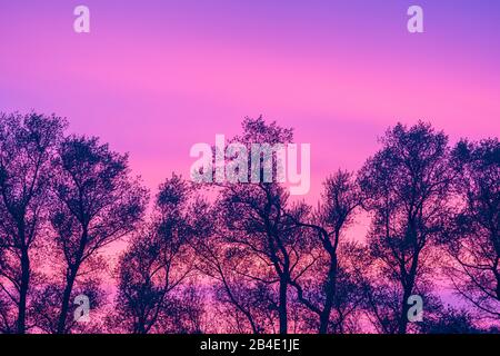 Europa, Germania, bassa Sassonia, Otterndorf, nuvole rosa su una fila di pioppi neri (Populus nigra) dopo il tramonto Foto Stock