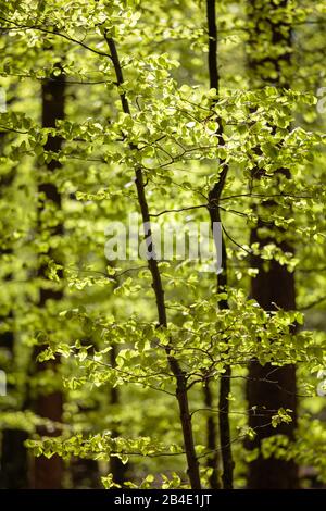 Europa, Germania, Bassa Sassonia, Wingst, Foglie Di Faggio Giovani Nella Foresta Di Wingster, Foto Stock