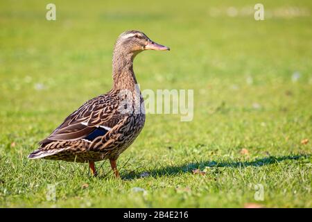 Europa, Danimarca, Møn, una malora femminile (Anas platyrhynchos) nel parco del Castello di Liselund, Foto Stock