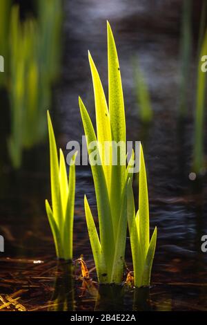 Europa, Dänemark, Møn, Im Frühjahr wachsen die jungen Blätter einer Sumpf-Schwertlilie (Iris pseudacorus) am Ufer eines flachen Teichs, Foto Stock