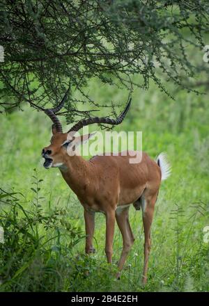 Un safari in piedi, tenda e jeep attraverso la Tanzania settentrionale alla fine della stagione delle piogge nel mese di maggio. Parchi Nazionali Serengeti, Ngorongoro Crater, Tarangire, Arusha E Lago Manyara. Gazelle Bock. Foto Stock