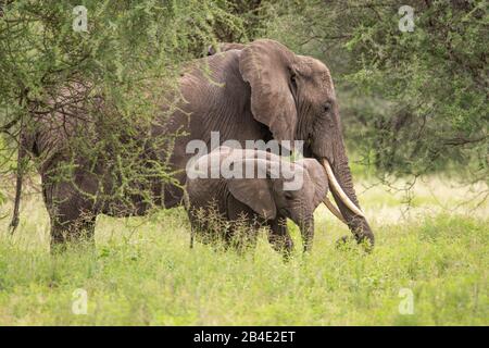 Un safari in piedi, tenda e jeep attraverso la Tanzania settentrionale alla fine della stagione delle piogge nel mese di maggio. Parchi Nazionali Serengeti, Ngorongoro Crater, Tarangire, Arusha E Lago Manyara. Elephant madre con vitello Foto Stock