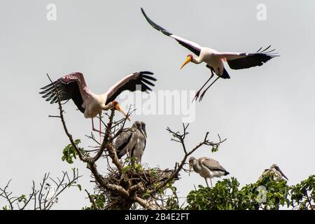 Un safari in piedi, tenda e jeep attraverso la Tanzania settentrionale alla fine della stagione delle piogge nel mese di maggio. Parco Nazionale del Lago Manyara, cicogne a testa nera con uccelli giovani al nido. Foto Stock