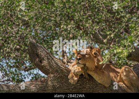 Un safari in piedi, tenda e jeep attraverso la Tanzania settentrionale alla fine della stagione delle piogge nel mese di maggio. Parchi Nazionali Serengeti, Ngorongoro Crater, Tarangire, Arusha E Lago Manyara. Lions arrampicata alberi e dormire lì ... - nel Serengeti. Foto Stock