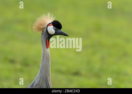 Un safari in piedi, tenda e jeep attraverso la Tanzania settentrionale alla fine della stagione delle piogge nel mese di maggio. Parchi Nazionali Serengeti, Ngorongoro Crater, Tarangire, Arusha E Lago Manyara. Gru coronata, primo piano, verticale Foto Stock