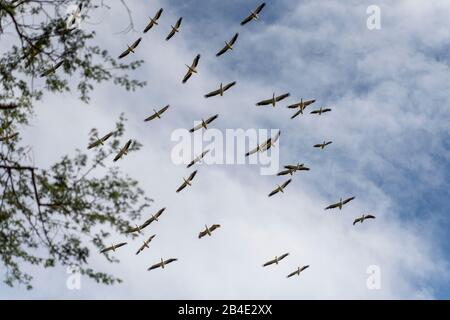Un safari in piedi, tenda e jeep attraverso la Tanzania settentrionale alla fine della stagione delle piogge nel mese di maggio. Parco Nazionale del Lago di Manyara, cicogne di volo nero-spot. Foto Stock