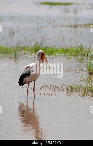 Un safari in piedi, tenda e jeep attraverso la Tanzania settentrionale alla fine della stagione delle piogge nel mese di maggio. Il Parco Nazionale del Lago Manyara, Nimmersattstorch, si trova sull'acqua. Foto Stock