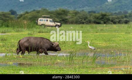 Un safari in piedi, tenda e jeep attraverso la Tanzania settentrionale alla fine della stagione delle piogge nel mese di maggio. Parco Nazionale del Lago Manyara, bufalo Kaffir in acqua, con Safari Jeep sullo sfondo Foto Stock