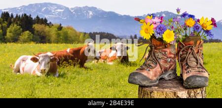 Wanderschuhe mit Blumen in schöner bayerischer Landschaft [M] Foto Stock