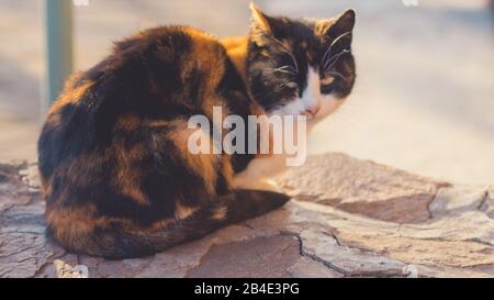 Ritratto tricolore Cat all'aperto a portata di mano. Maneki neko kitty rilassarsi nel cortile estivo Foto Stock