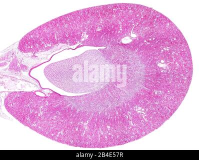 Sezione trasversale leggera di micrografia del rene di ratto colorato con ematossilina ed eosina che mostra la corteccia renale periferica (con molti glomeruli) e, in t Foto Stock