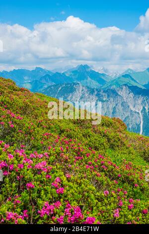 Alpenrosenblüte, panorama da Fellhorn, 2038m, a Höfats, 2259m, e altre montagne Allgäu, Allgäu Alpi, Allgäu, Baviera, Germania, Europa Foto Stock