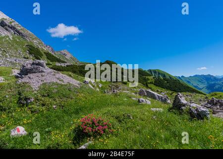 Roseblossom Alpino (Rhododendron), Koblat-Höhenweg A Nebelhorn, Alpi Di Allgäu, Allgaeu, Baviera, Germania, Europa Foto Stock