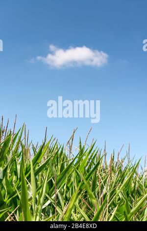 Campo di grano sotto il cielo blu Foto Stock