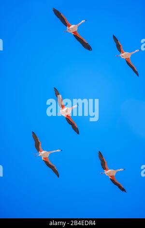 Fenicotteri cileni (Fenicopterus chilensis) in volo, Parco Nazionale Torres del Paine, Cile, Sud America Foto Stock