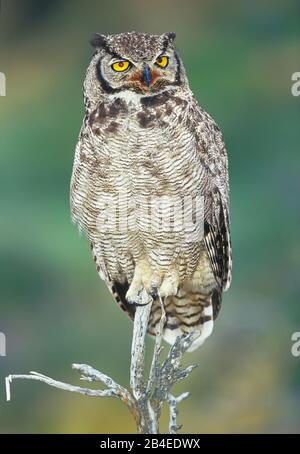 Un gufo cornuto magellanico (Bubo magellanicus) seduto sulla cima di un albero, Parco Nazionale Torres del Paine, Patagonia, Cile, Sud America Foto Stock