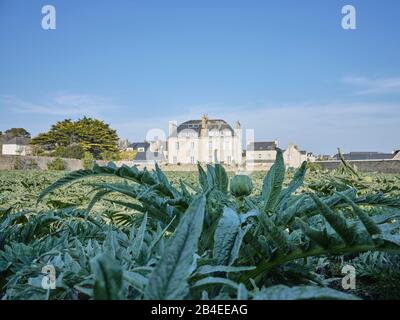 Europa, Francia, Bretagna, Roscoff, Campo Di Carciofi Foto Stock