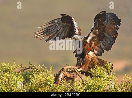 Aquila imperiale spagnola (Aquila adalberti) in atterraggio approccio, Estremadura, Spagna Foto Stock